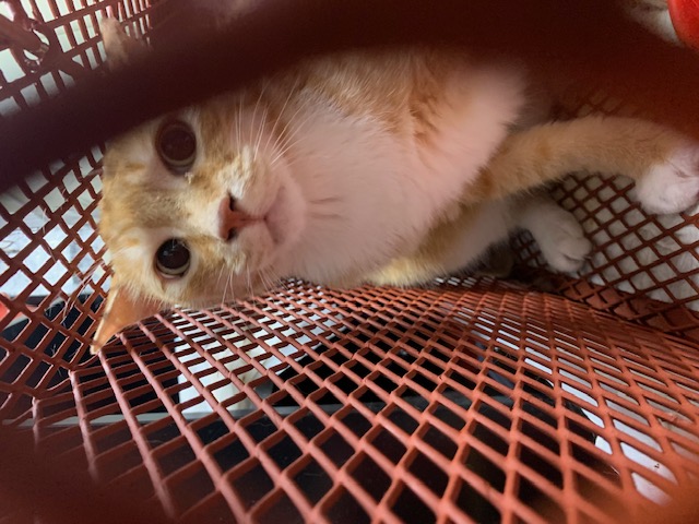 한빛동물병원_411303202300414